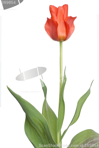 Image of Tulip