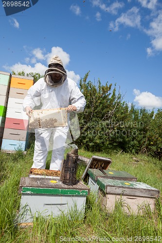 Image of Beekeeper Holding Honeycomb Frame On Farm