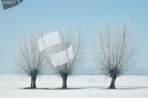 Image of Winter