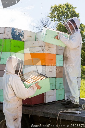 Image of Beekeepers Unloading Honeycomb Crates From Truck