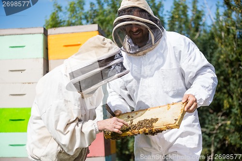 Image of Beekeepers Inspecting Honeycomb Frame