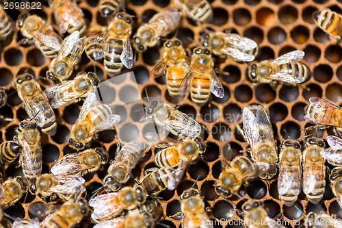 Image of Honeybees Swarming On Comb