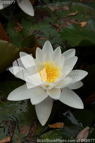 Image of Snow - lily.