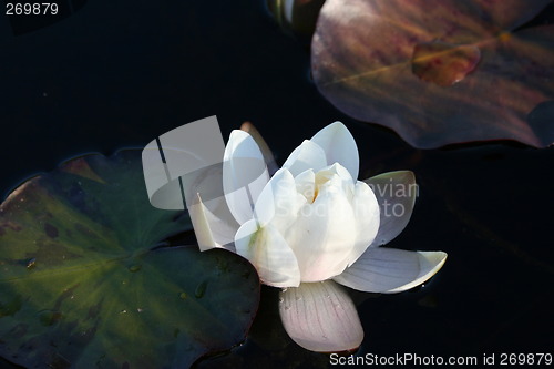 Image of Waterlilly