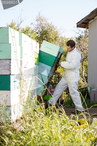 Image of Beekeeper Loading Stacked Honeycomb Crates In Truck