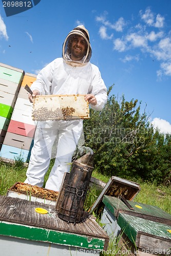 Image of Beekeeper Holding Honeycomb Frame On Farm