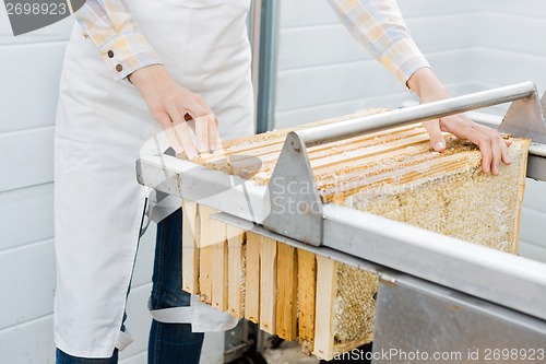 Image of Female Beekeeper Collecting Honeycombs From Machine