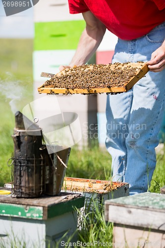 Image of Beekeeper Smoking A Beehive