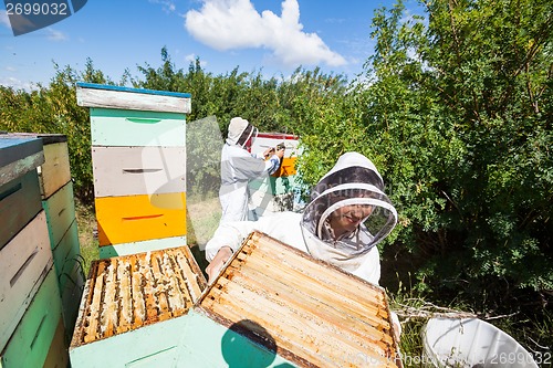 Image of Beekeepers Working In Apiary