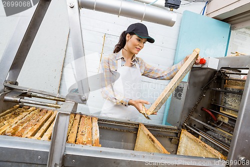 Image of Female Beekeeper Looking At Honeycomb Frame