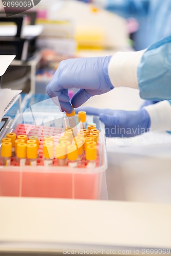 Image of Researcher With Testtubes Working In Laboratory