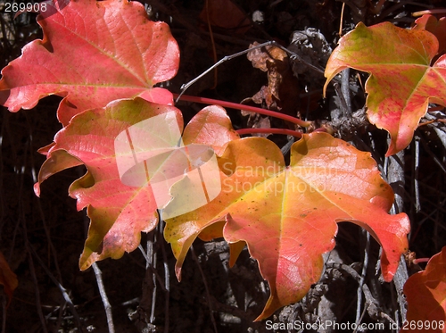 Image of red ivy leaves