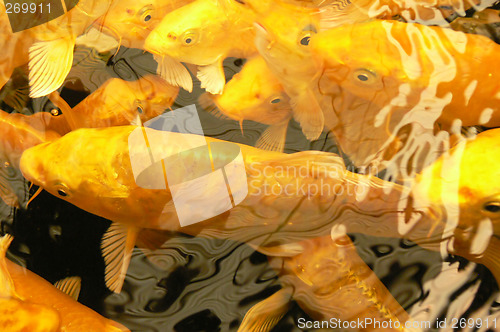 Image of Golden Koi fish