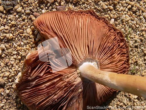 Image of broken mushroom