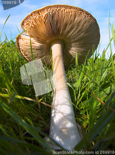 Image of fallen mushroom