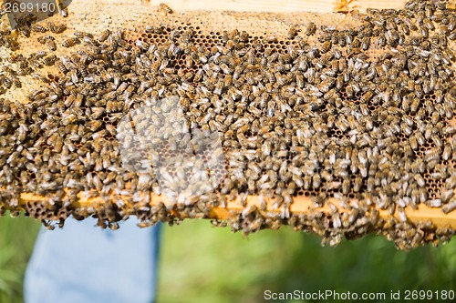 Image of Bees Swarming On A Honeycomb