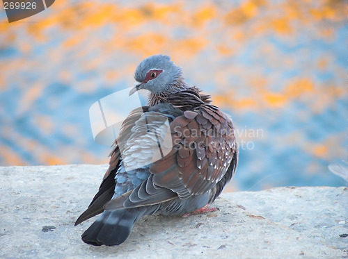 Image of rock pigeon puffing his feather