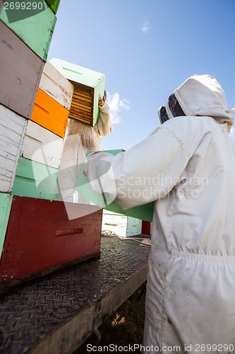 Image of Beekeepers Unloading Honeycomb Crates