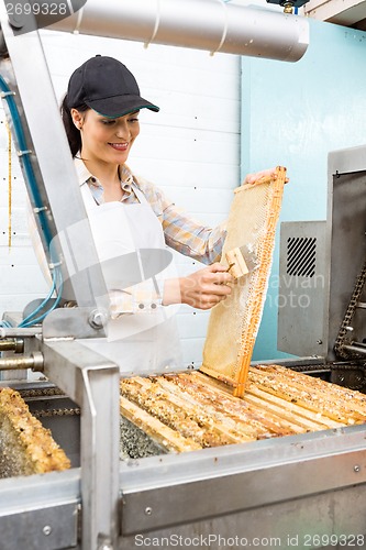 Image of Beekeeper Brushing Honeycomb At Extraction Plant