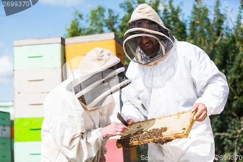 Image of Beekeepers Inspecting Honeycomb Frame At Apiary