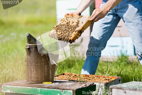 Image of Male Apiarist Smoking A Beehive