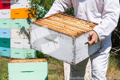 Image of Midsection Of Beekeeper Carrying Honeycomb Box