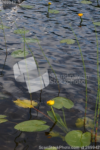 Image of Yellow waterlilies