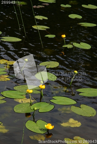 Image of Yellow waterlilies