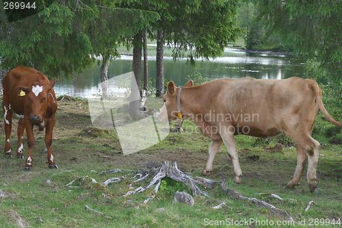 Image of Heifers