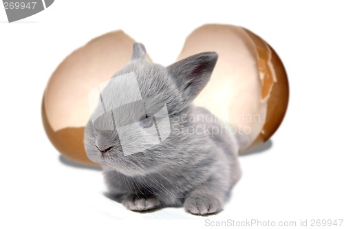 Image of Easter Bunny