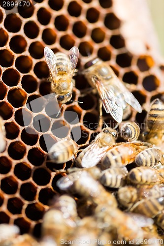 Image of Bees Swarming On Honeycomb