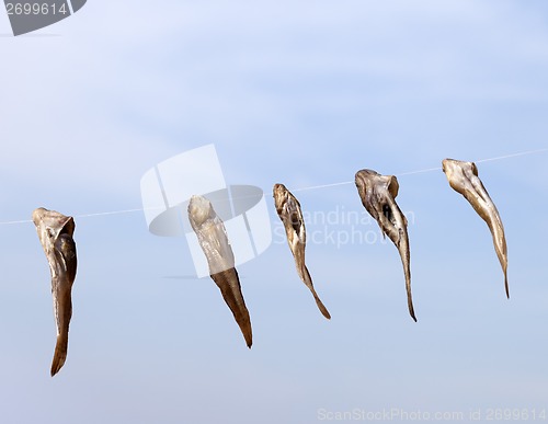 Image of Stockfish drying on sun