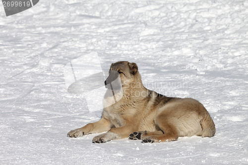 Image of Dog resting in snowy ski slope