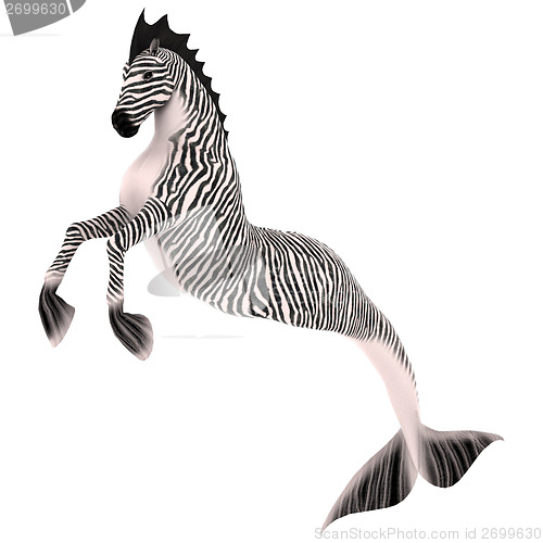 Image of Hippocampus Mermaid's Horse