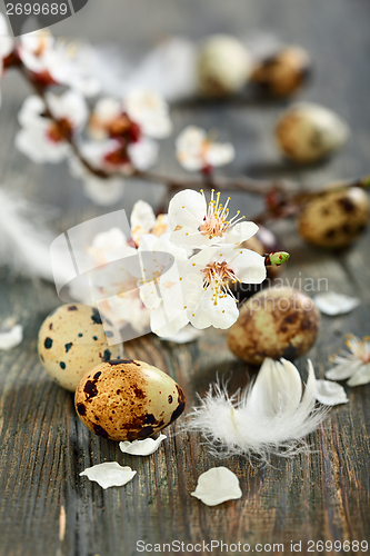Image of Flowering branch and quail egg.