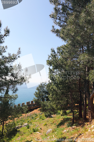 Image of Pines in the ancient fortress of Alanya.