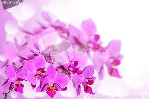 Image of Exotic tropical violet orchid flowers on blurred gradient