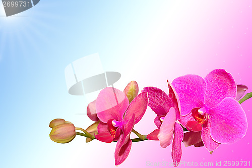 Image of Romantic purple orchid flowers on gradient background