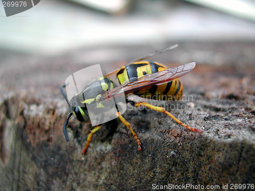 Image of Wasp