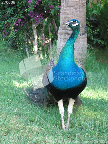 Image of Peacock