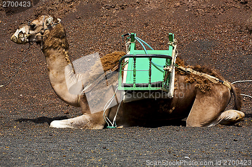 Image of brown dromedary bite i volcanic timanfaya lanzarote spain africa