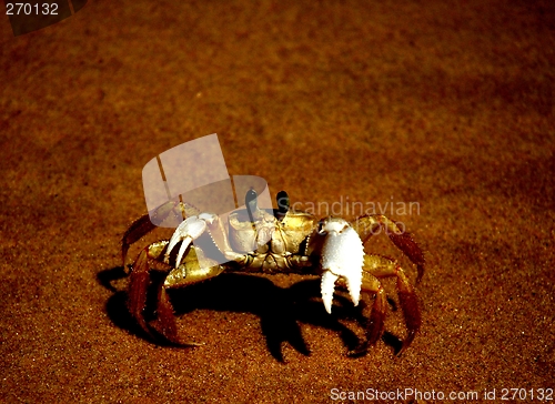 Image of Crab