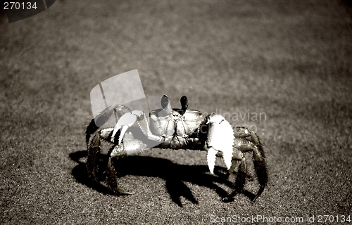 Image of Crab