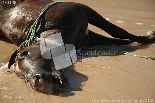 Image of Dead horse