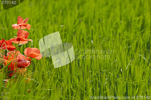 Image of Poppies and corn