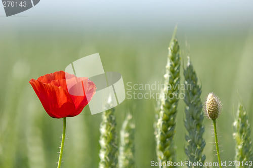 Image of Red poppy