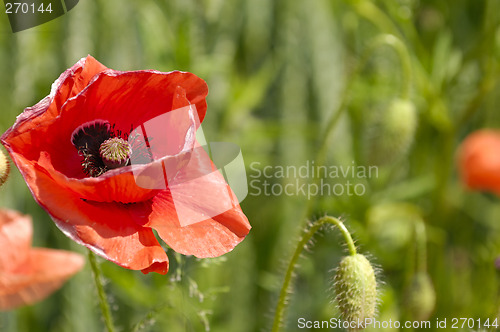 Image of Red poppy