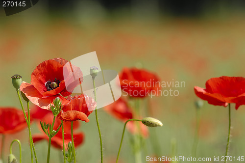 Image of Red poppies