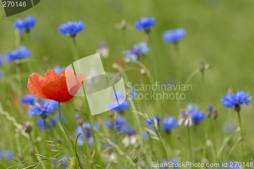Image of Red and blue
