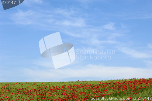 Image of Red poppies